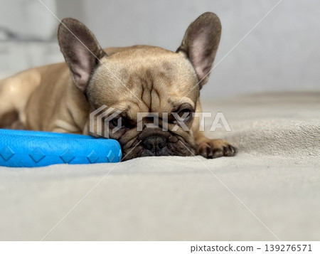 A cute, contented French bulldog of fawn color lies on a bed with a beige bedspread in a close-up home environment A cute, contented French bulldog of fawn color lies on a bed with a beige bedspread in a close-up home environment 139276571