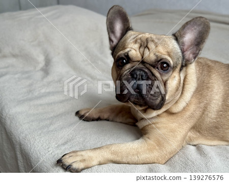 A cute, contented French bulldog of fawn color lies on a bed with a beige bedspread in a close-up home environment A cute, contented French bulldog of fawn color lies on a bed with a beige bedspread in a close-up home environment 139276576