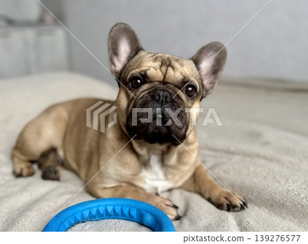 A cute, contented French bulldog of fawn color lies on a bed with a beige bedspread in a close-up home environment A cute, contented French bulldog of fawn color lies on a bed with a beige bedspread in a close-up home environment 139276577