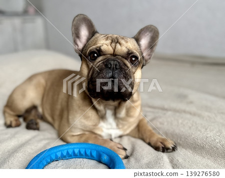 A cute, contented French bulldog of fawn color lies on a bed with a beige bedspread in a close-up home environment 139276580
