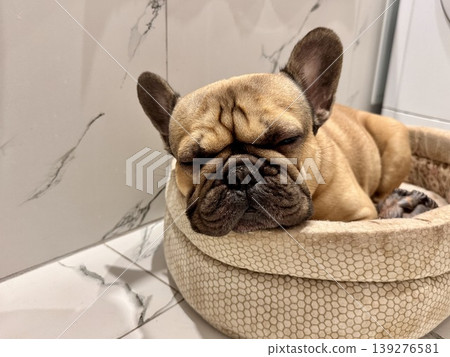 A fawn-colored French bulldog dog in a close-up home environment A fawn-colored French bulldog dog in a close-up home environment 139276581