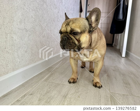 A fawn-colored French bulldog dog in a close-up home environment A fawn-colored French bulldog dog in a close-up home environment 139276582