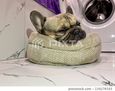 A fawn-colored French bulldog dog in a close-up home environment A fawn-colored French bulldog dog in a close-up home environment 139276583