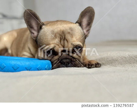 A cute, contented French bulldog of fawn color lies on a bed with a beige bedspread in a close-up home environment A cute, contented French bulldog of fawn color lies on a bed with a beige bedspread in a close-up home environment 139276587