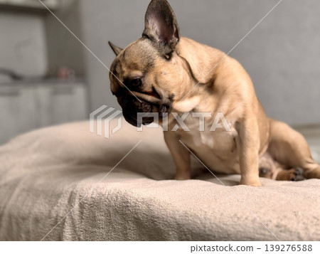 A cute, contented French bulldog of fawn color lies on a bed with a beige bedspread in a close-up home environment A cute, contented French bulldog of fawn color lies on a bed with a beige bedspread in a close-up home environment 139276588