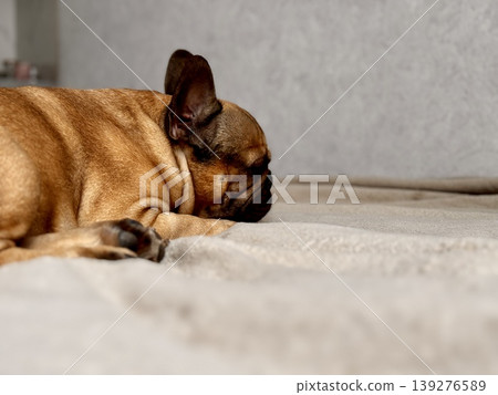 A cute, contented French bulldog of fawn color lies on a bed with a beige bedspread in a close-up home environment A cute, contented French bulldog of fawn color lies on a bed with a beige bedspread in a close-up home environment 139276589