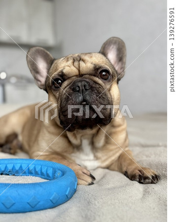 A cute, contented French bulldog of fawn color lies on a bed with a beige bedspread in a close-up home environment A cute, contented French bulldog of fawn color lies on a bed with a beige bedspread in a close-up home environment 139276591
