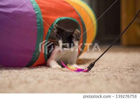 Young kitten sitting in colorful tunnel tube and playing feather wand at home 139276758