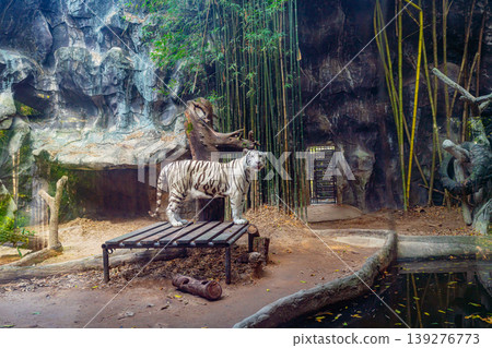 White tiger in the zoo 139276773