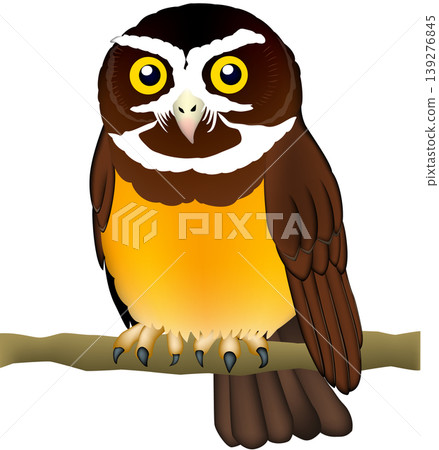Cute illustration of a bird of prey/wild bird/owl: "Spectacled Owl" on a white background, single image, vector format. Cute illustration of a bird of prey/wild bird/owl: "Spectacled Owl" on a white background, single image, vector format. 139276845