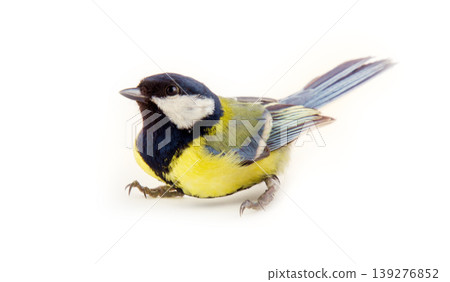 titmouse bright yellow Park bird titmouse bright yellow Park bird 139276852
