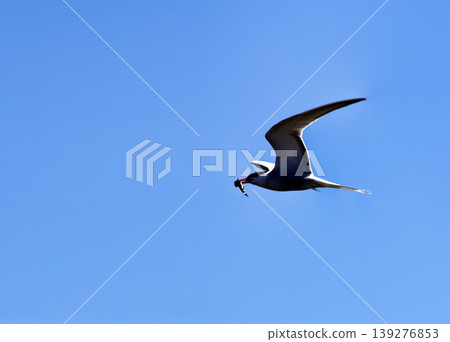 Adult Common Tern is flying Adult Common Tern is flying 139276853