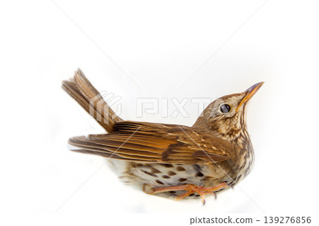 mavis, Turdus philomelos. Isolated on white mavis, Turdus philomelos. Isolated on white 139276856