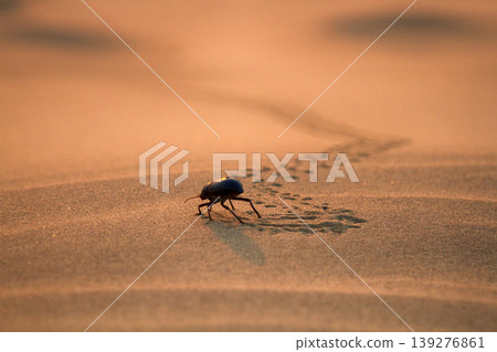 Black beetles (darkling beetles, Blaps) roam sands Black beetles (darkling beetles, Blaps) roam sands 139276861
