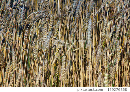Wheat Bread.Wheat field bright summer agricultural positive Wheat Bread.Wheat field bright summer agricultural positive 139276868