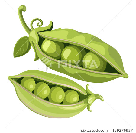 Pea pods. Vector isolated illustration Pea pods. Vector isolated illustration 139276937