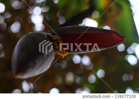banana fruit on tree banana fruit on tree 139277120