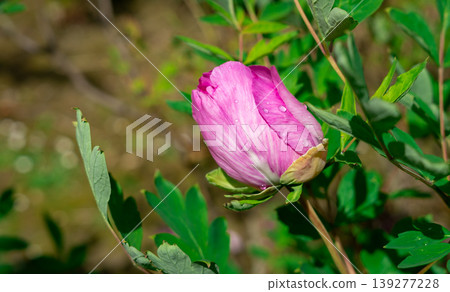 Raindrops on the petals of a pink rose. View of a rose bud in water drops Raindrops on the petals of a pink rose. View of a rose bud in water drops 139277228