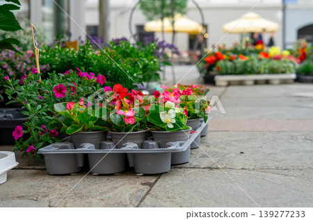 Many charming pink garden and indoor plants. Red begonias in plastic pots Many charming pink garden and indoor plants. Red begonias in plastic pots 139277233