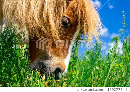 View of a small red pony with a lush mane grazing on a green meadow View of a small red pony with a lush mane grazing on a green meadow 139277244