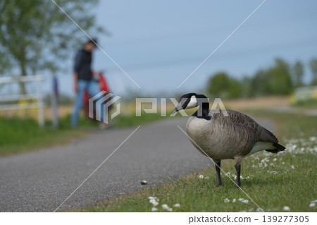 Canada goose standing on grass beside a park path with blurred people Canada goose standing on grass beside a park path with blurred people 139277305