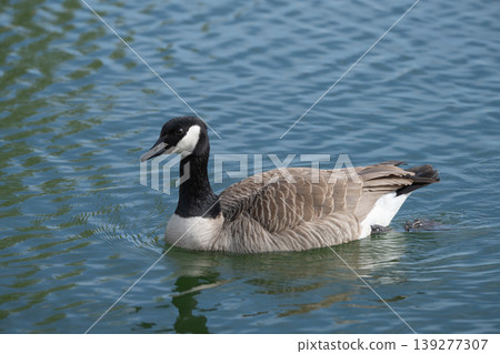 Canada Goose Swimming On Lake Canada Goose Swimming On Lake 139277307