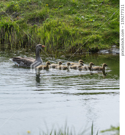 Greylag Goose With Goslings On Lake Greylag Goose With Goslings On Lake 139277311