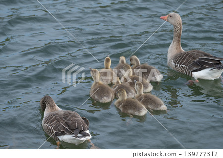 Greylag Goose With Goslings On Lake Greylag Goose With Goslings On Lake 139277312