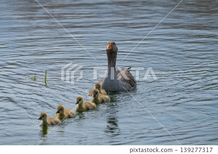 Greylag Goose With Goslings On Lake Greylag Goose With Goslings On Lake 139277317