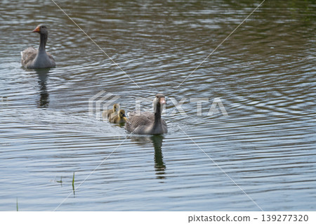 Greylag Goose With Goslings On Lake Greylag Goose With Goslings On Lake 139277320