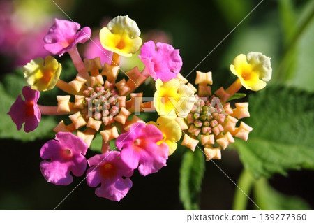 Beautiful Flowers Blooming In The Garden, Bodrum Turkey 139277360