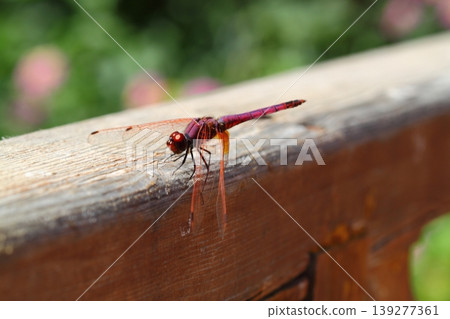 A small dragonfly living among the leaves 139277361