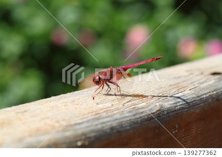 A small dragonfly living among the leaves 139277362