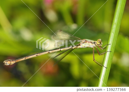 A small dragonfly living among the leaves A small dragonfly living among the leaves 139277366