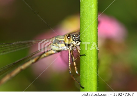 A small dragonfly living among the leaves 139277367
