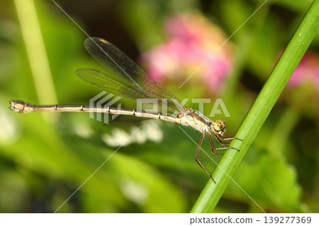 A small dragonfly living among the leaves A small dragonfly living among the leaves 139277369