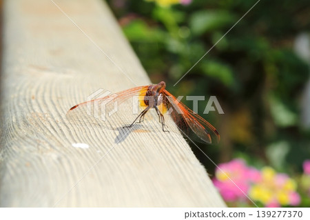 A small dragonfly living among the leaves 139277370