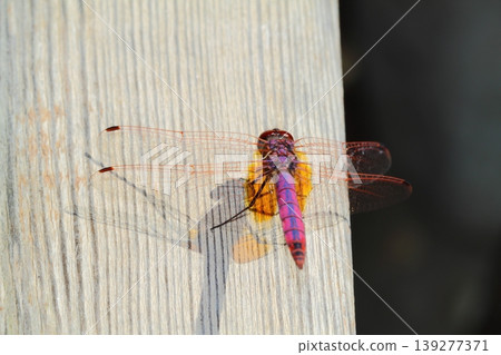 A small dragonfly living among the leaves 139277371