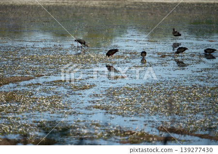 Black ibis, Plegadis falcinellus, is a bird with a long, curved beak that generally lives in humid areas Black ibis, Plegadis falcinellus, is a bird with a long, curved beak that generally lives in humid areas 139277430