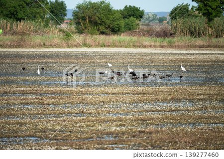 Black ibis and white herons searching for food in wetlands Black ibis and white herons searching for food in wetlands 139277460