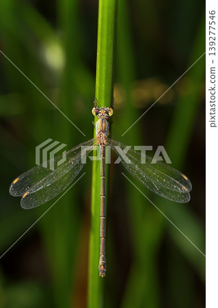 A small dragonfly living among the leaves A small dragonfly living among the leaves 139277546