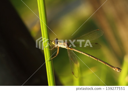 A small dragonfly living among the leaves A small dragonfly living among the leaves 139277551