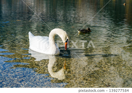 Single white swan swimming alone on calm lake in mountain valley Single white swan swimming alone on calm lake in mountain valley 139277584