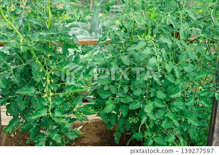 Tomato plants in greenhouse. Green unripe tomatoes growing in greenhouse. Tomato plants in greenhouse. Green unripe tomatoes growing in greenhouse. 139277597