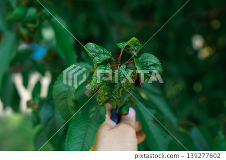 Green cherry leaves covered with a colony of aphids. Insect pests. Plant disease Green cherry leaves covered with a colony of aphids. Insect pests. Plant disease 139277602
