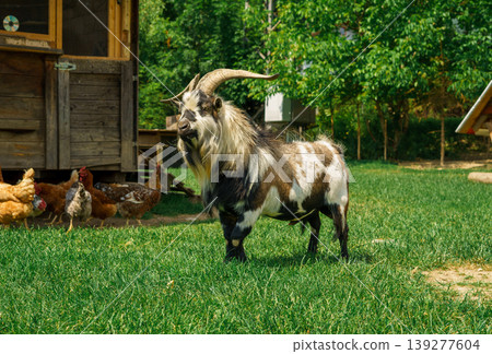Domestic gray farm goat grazing on the green grass of the farm yard. Domestic gray farm goat grazing on the green grass of the farm yard. 139277604