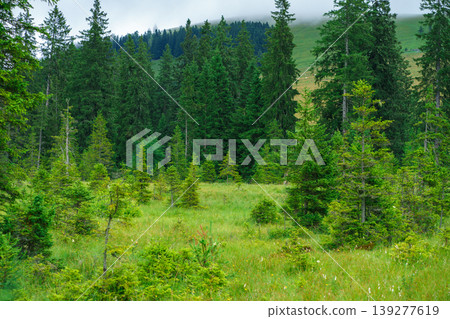 Young spruce trees in a small forest clearing against a background of mountains 139277619