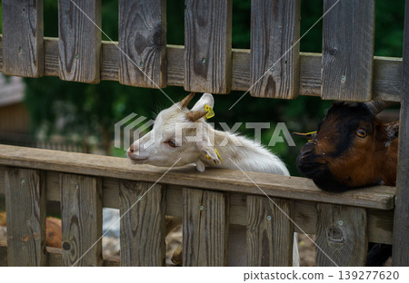 A curious white baby goat looks through a wooden fence waiting to be fed A curious white baby goat looks through a wooden fence waiting to be fed 139277620