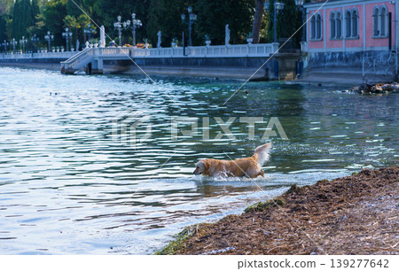Golden retriever wading in clear lake near scenic waterfront promenade on Lake Garda Golden retriever wading in clear lake near scenic waterfront promenade on Lake Garda 139277642