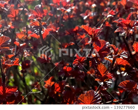 Decorative Shrub With Bold Foliage in Garden During Sunny Afternoon Decorative Shrub With Bold Foliage in Garden During Sunny Afternoon 139277660